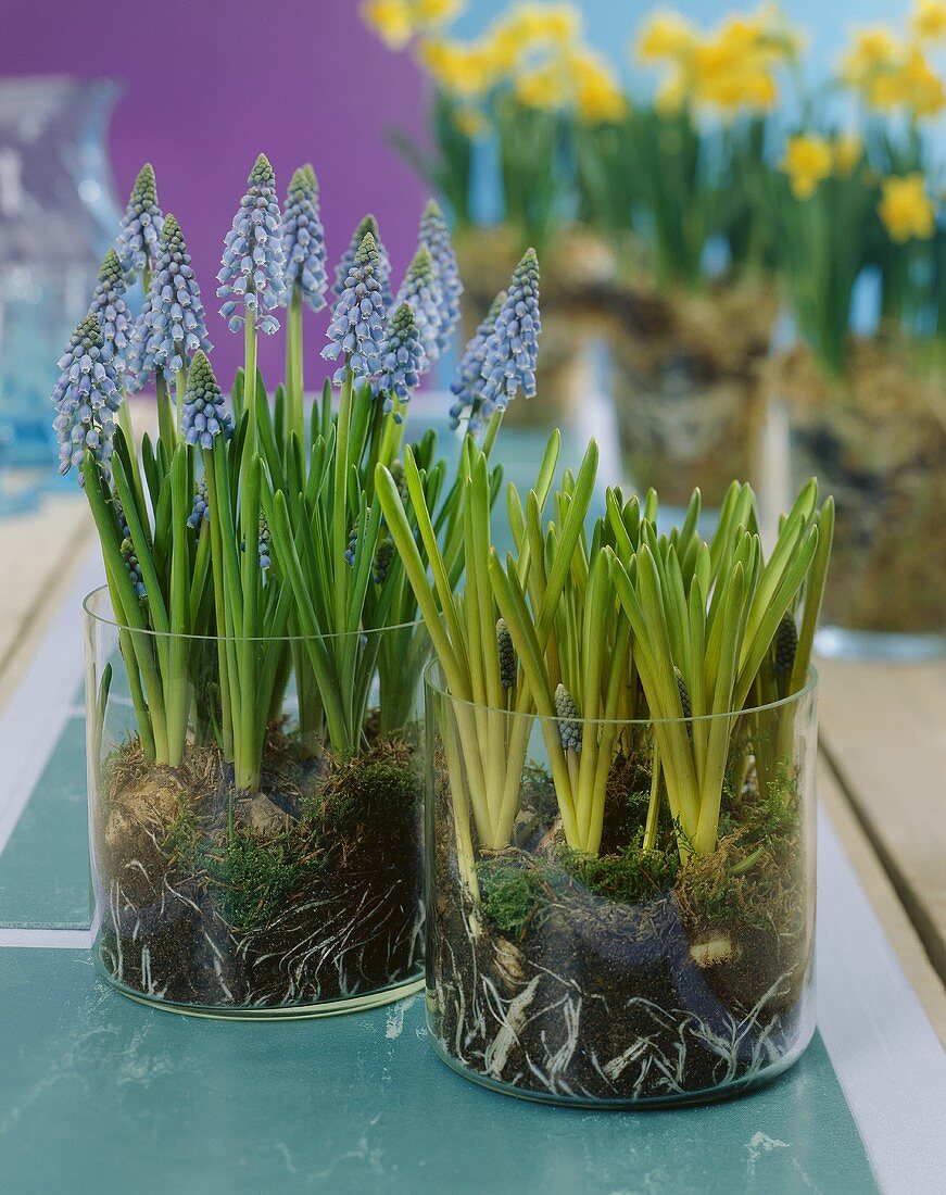 Grape hyacinths in glass containers