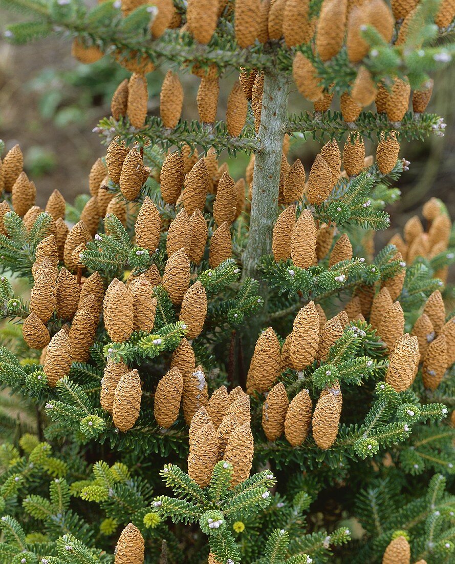 Korean fir (Abies koreana) with cones