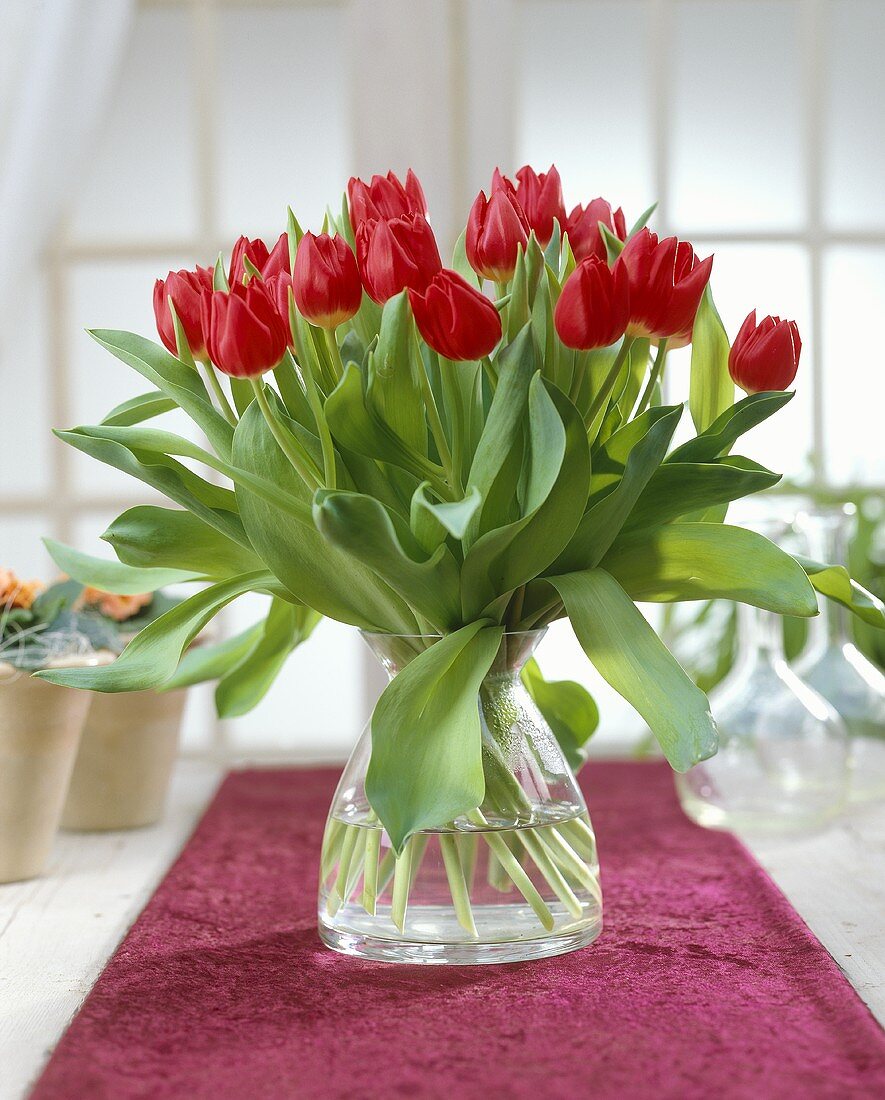 Vase of tulips, variety 'Merry Christmas'