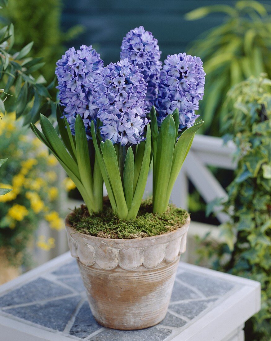 Blue hyacinths in terracotta pot
