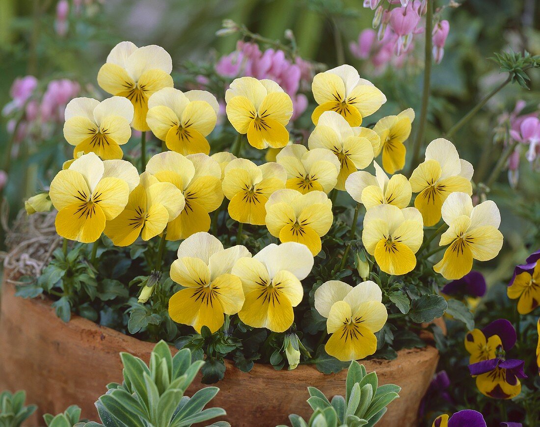 Yellow violas in planter