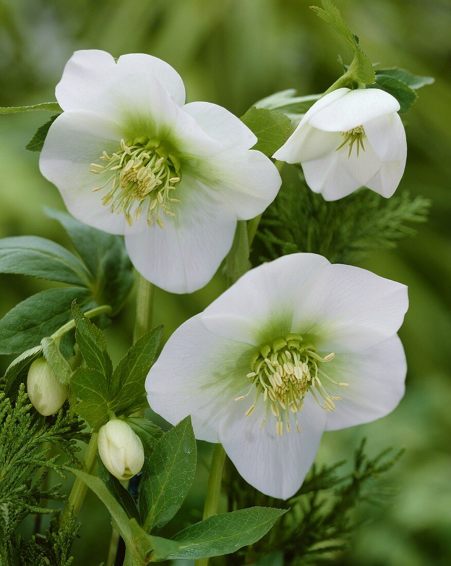 Christmas roses, variety 'White Lady'