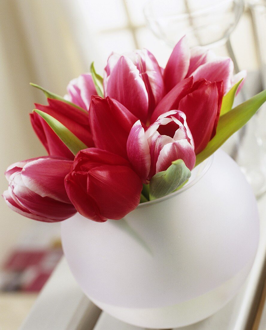 Arrangement of two-coloured tulips