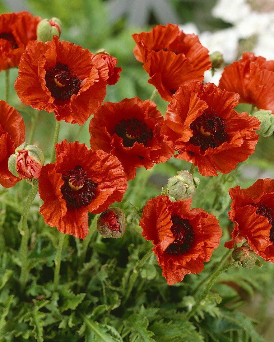 Türkischer Mohn (lat. Papaver orientale Rembrandt)