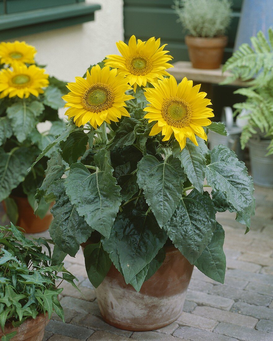 Dwarf sunflowers in pot (Helianthus annuus 'Pacino')