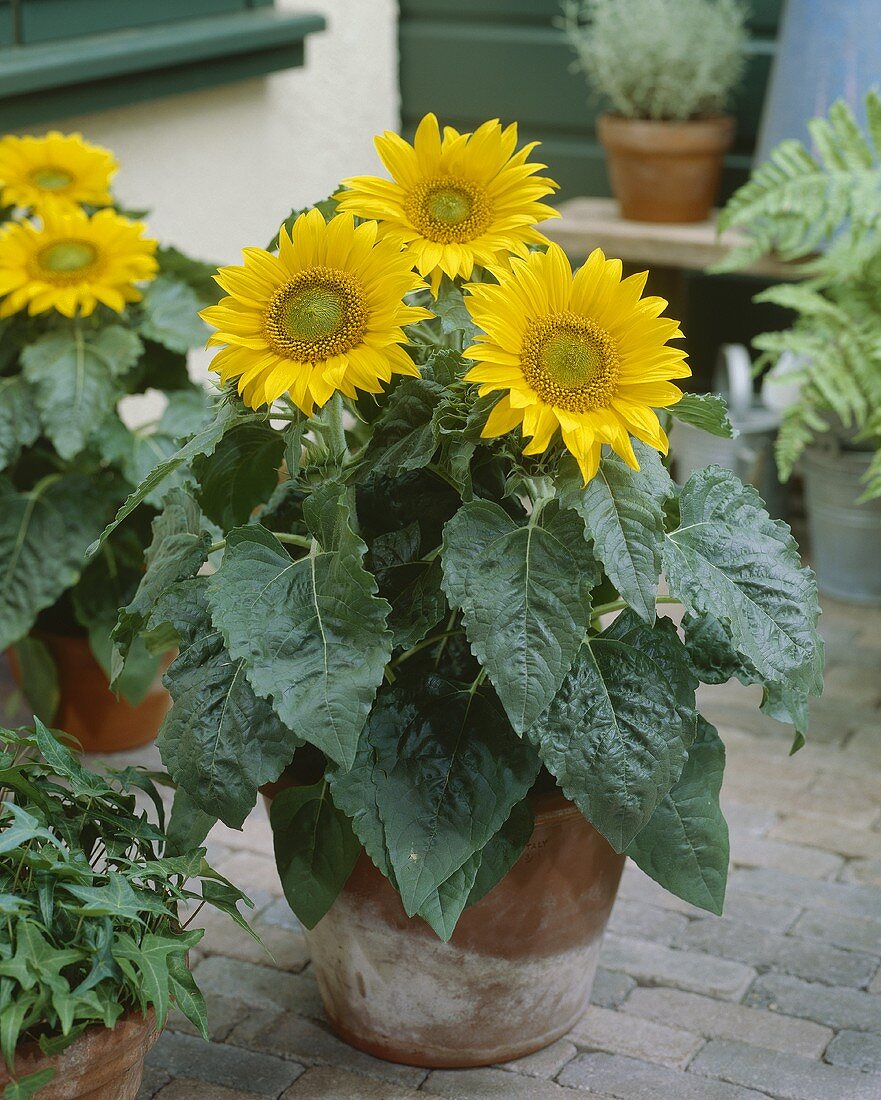 Zwergsonnenblumen im Topf (lat. Helianthus Annuus Pacino)