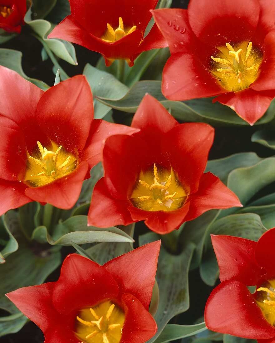 Blüten der Tulpensorte Scarlet Baby