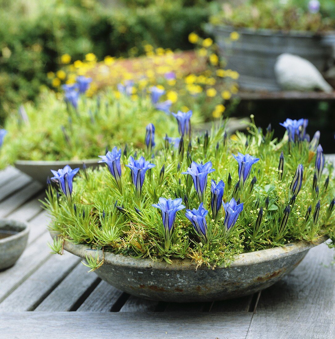 Herbstenzian (Gentiana sinoornata)