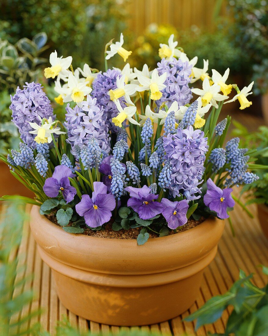 Fragrant spring flowers in terracotta pot
