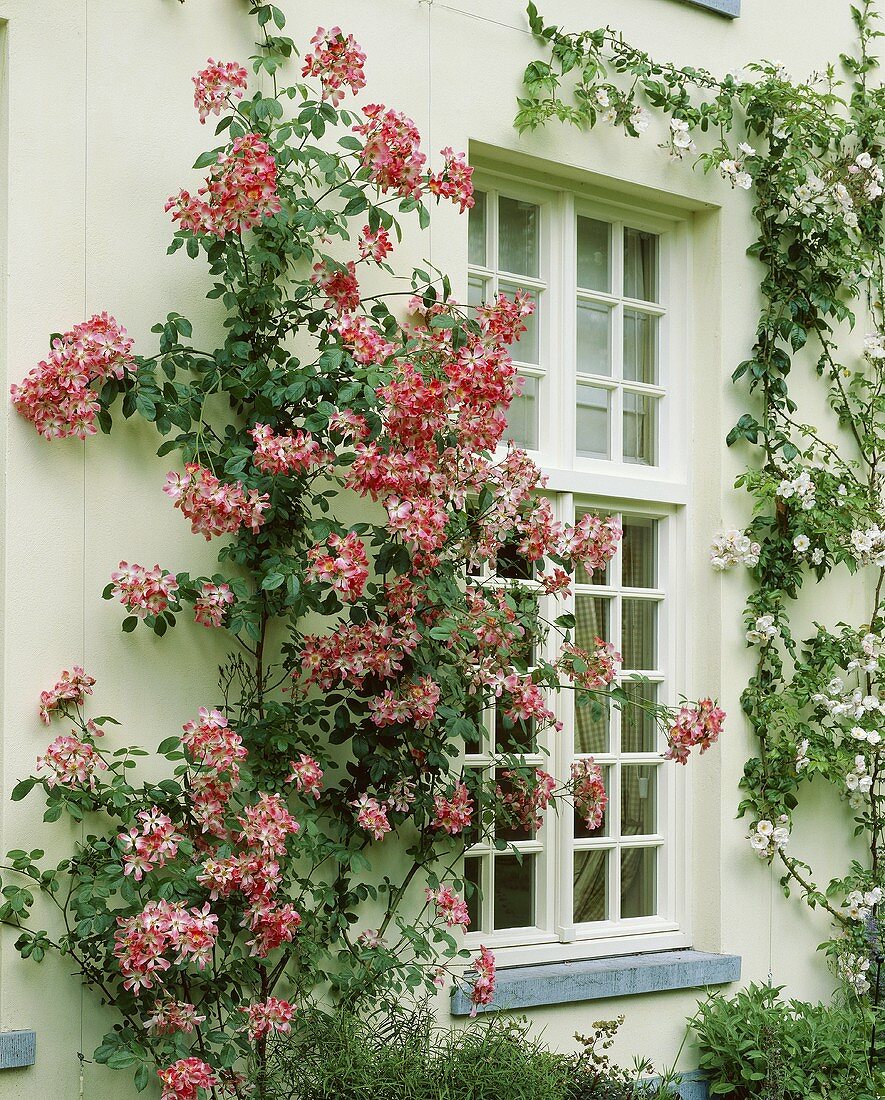 House front with climbing rose Rosa 'Meidiland'
