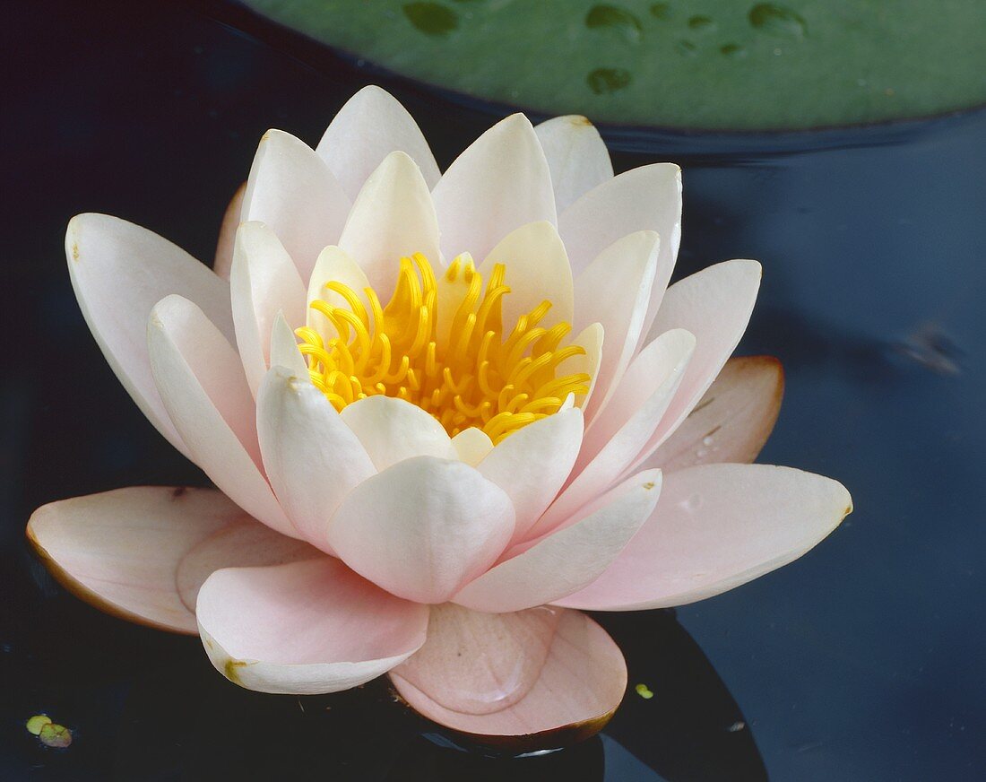 Water lily (Nymphaea 'Marliacea Carnea')