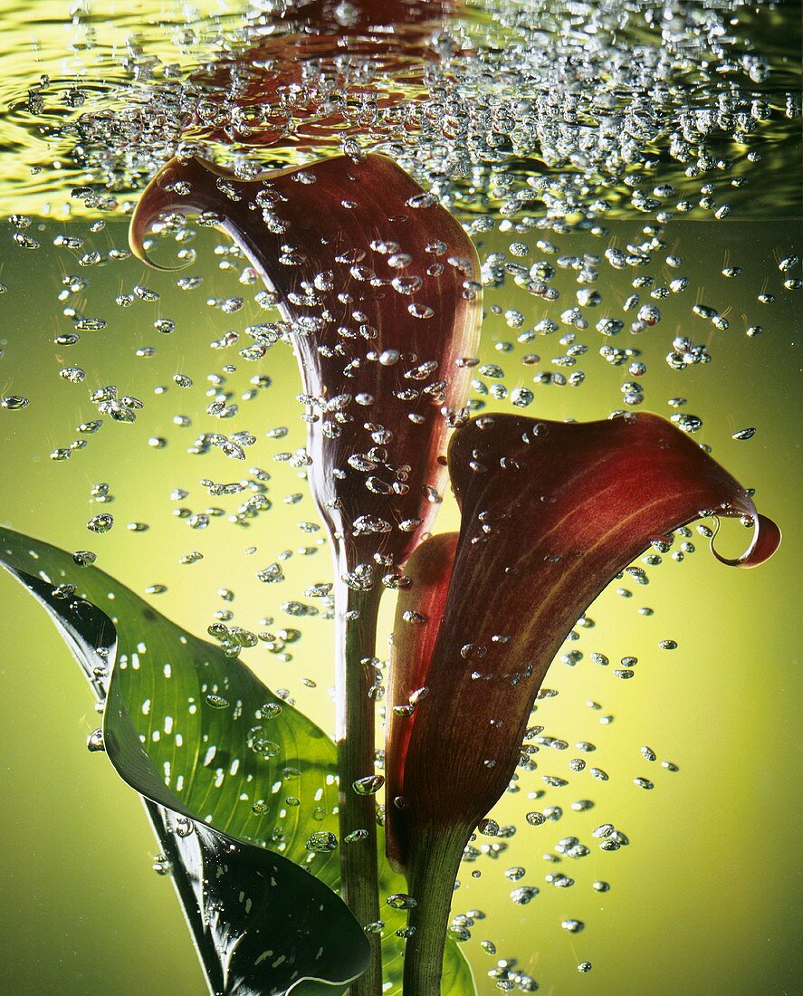 Red calla lily (Zantedeschia) submerged in water