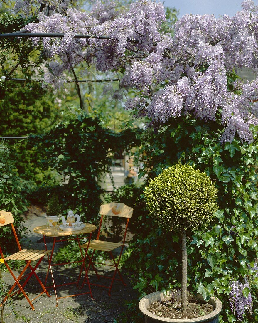 Idyllic wisteria-covered pergola