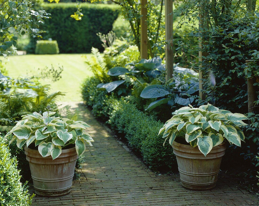 Garten mit Funkientöpfen