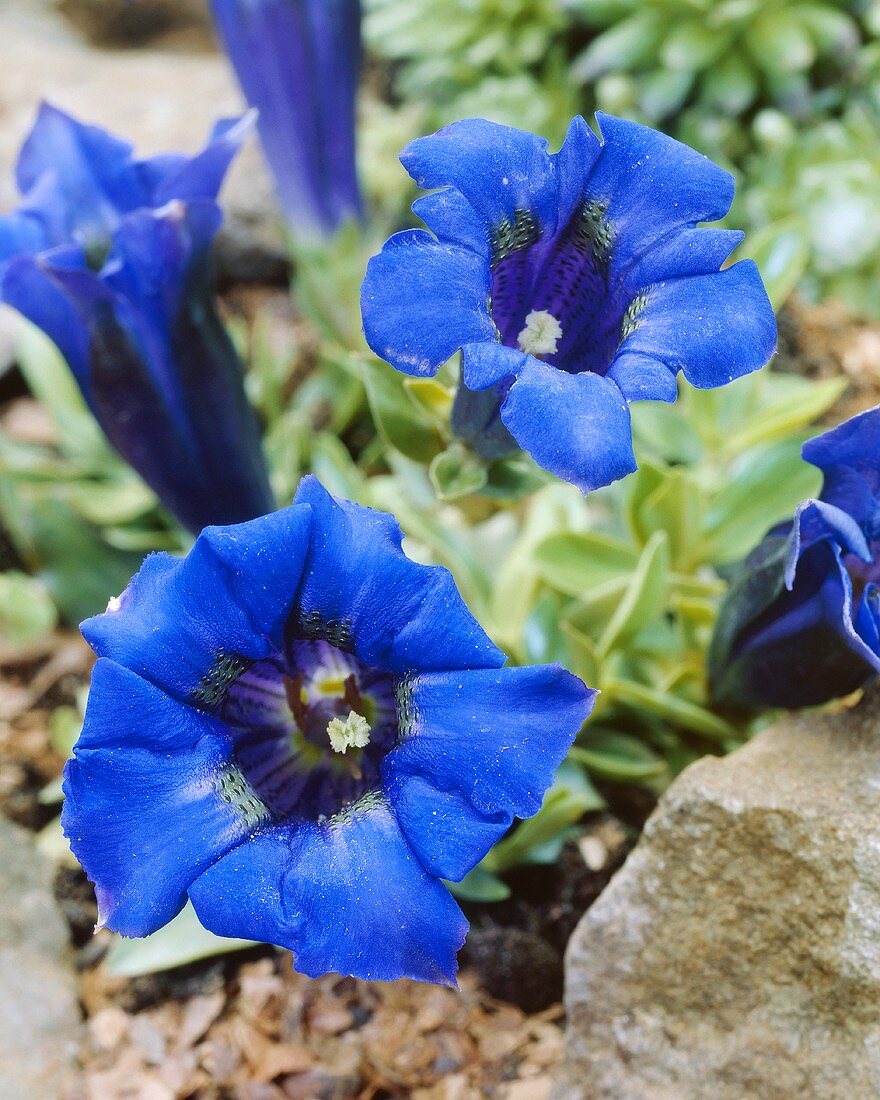 Gentian (Gentiana acaulis)