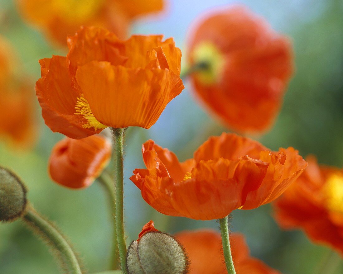 Orange poppies (Papaver 'Oranje')