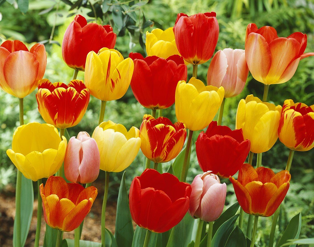 Tulips, variety 'Darwin Hybrids'