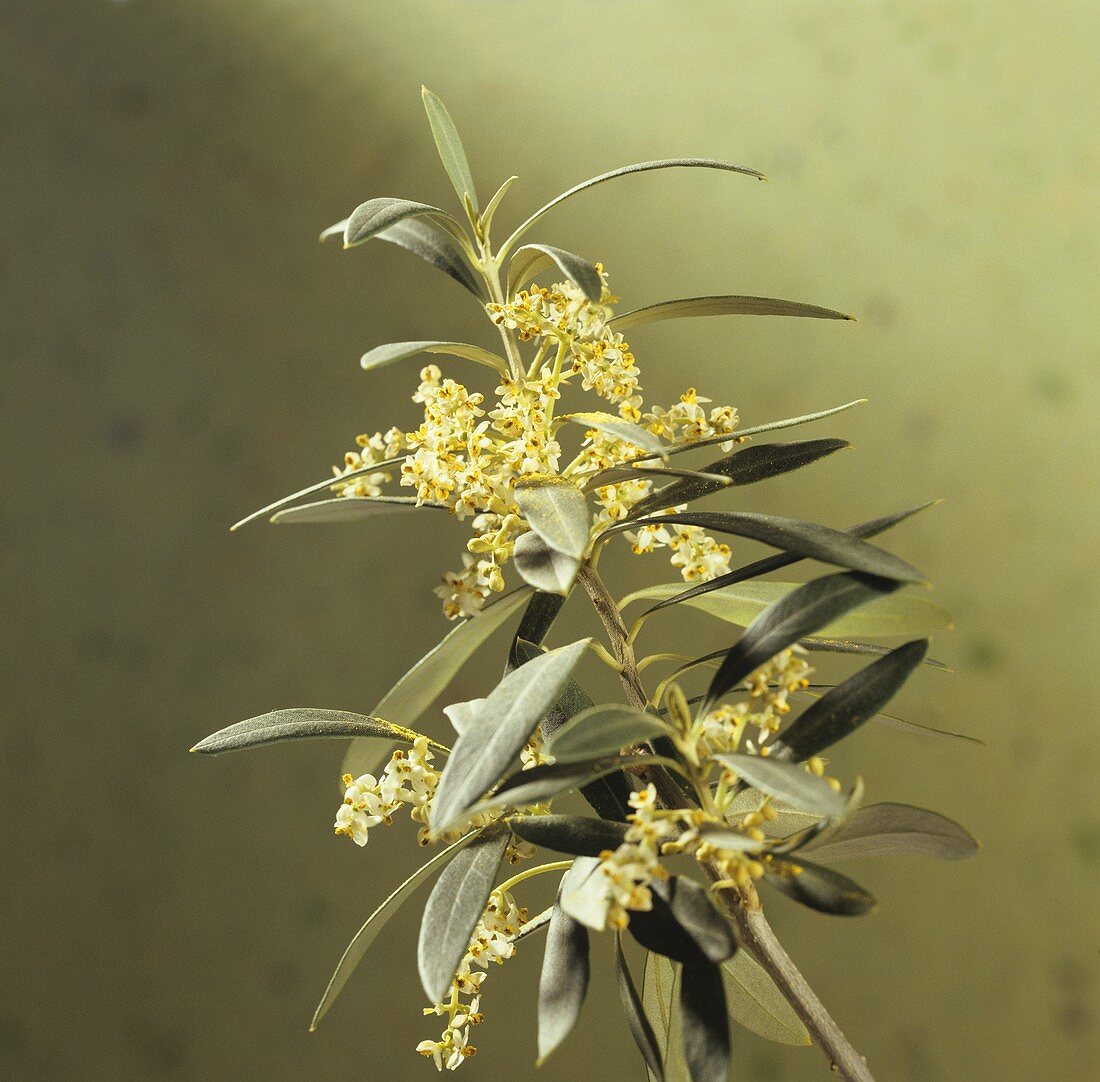 Olivenzweig mit Blüten