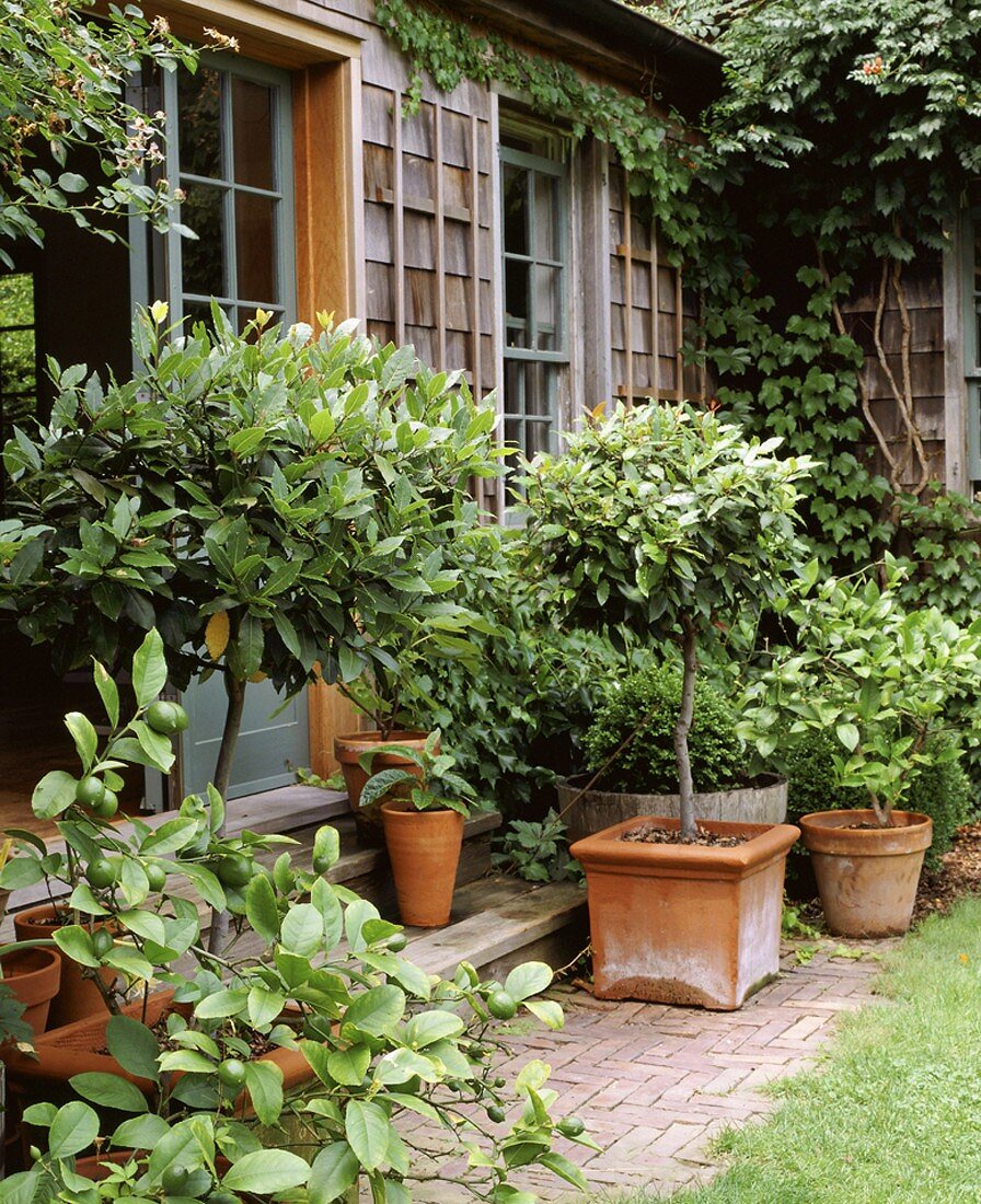 Plants in front of a wooden house