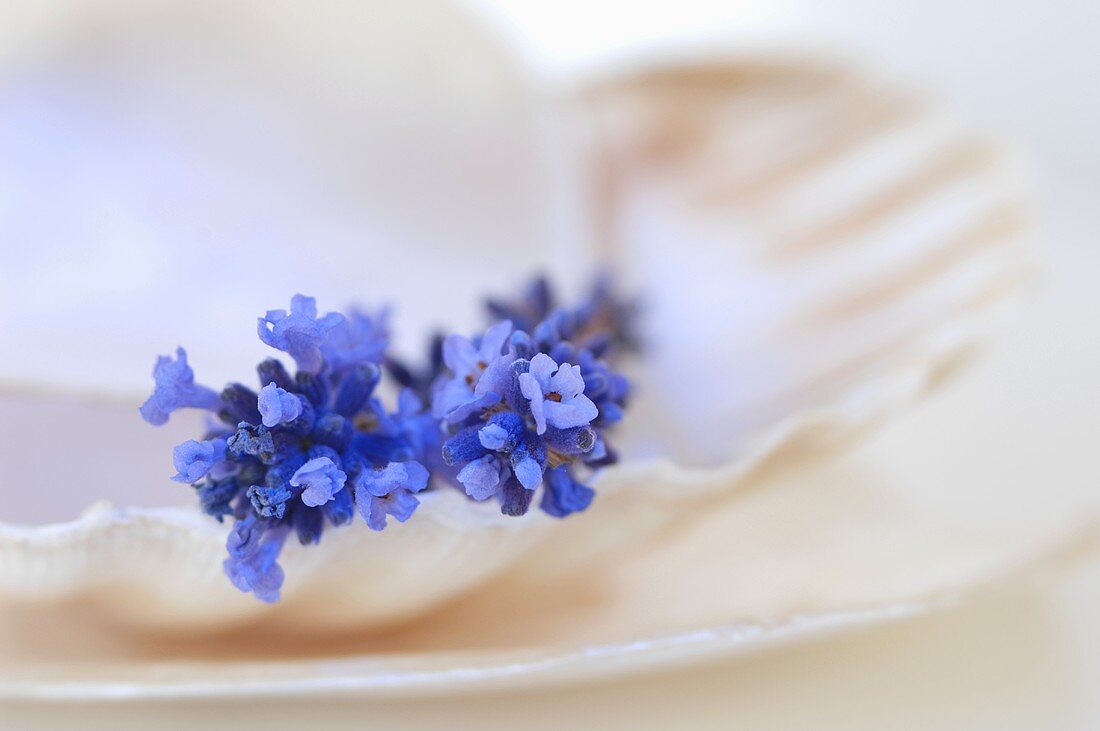 Lavender on shells