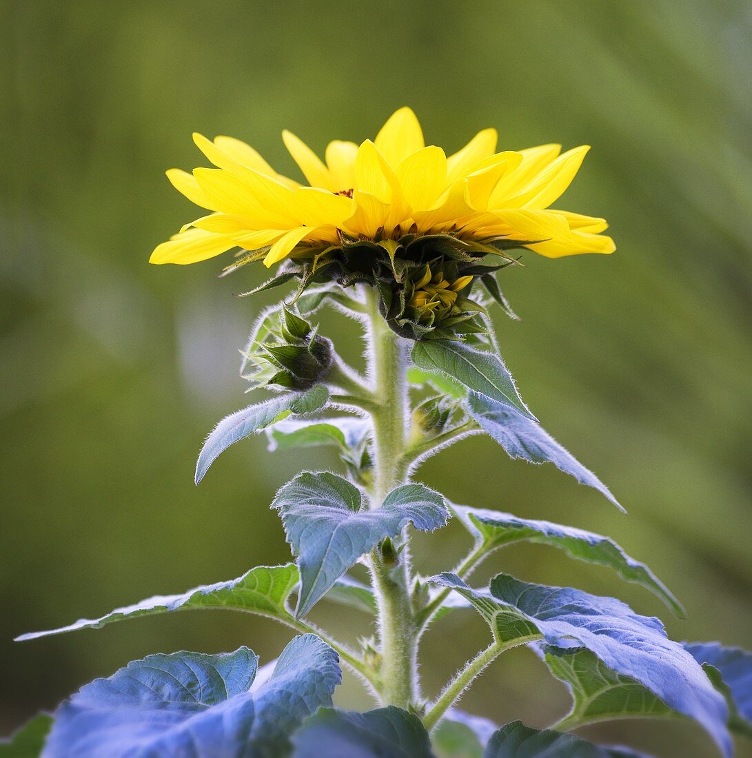 Eine Sonnenblume