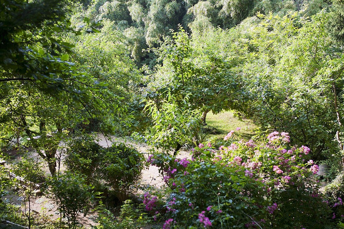 Garten mit Bäumen und Sträuchern