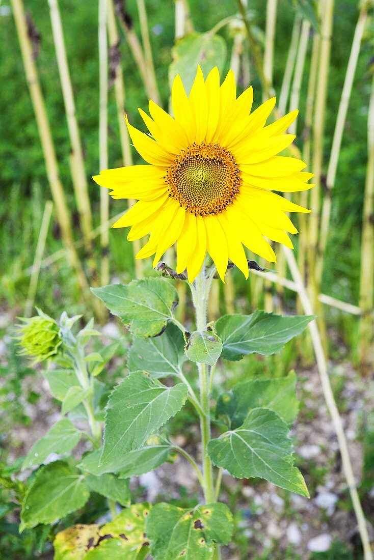 A sunflower in a garden