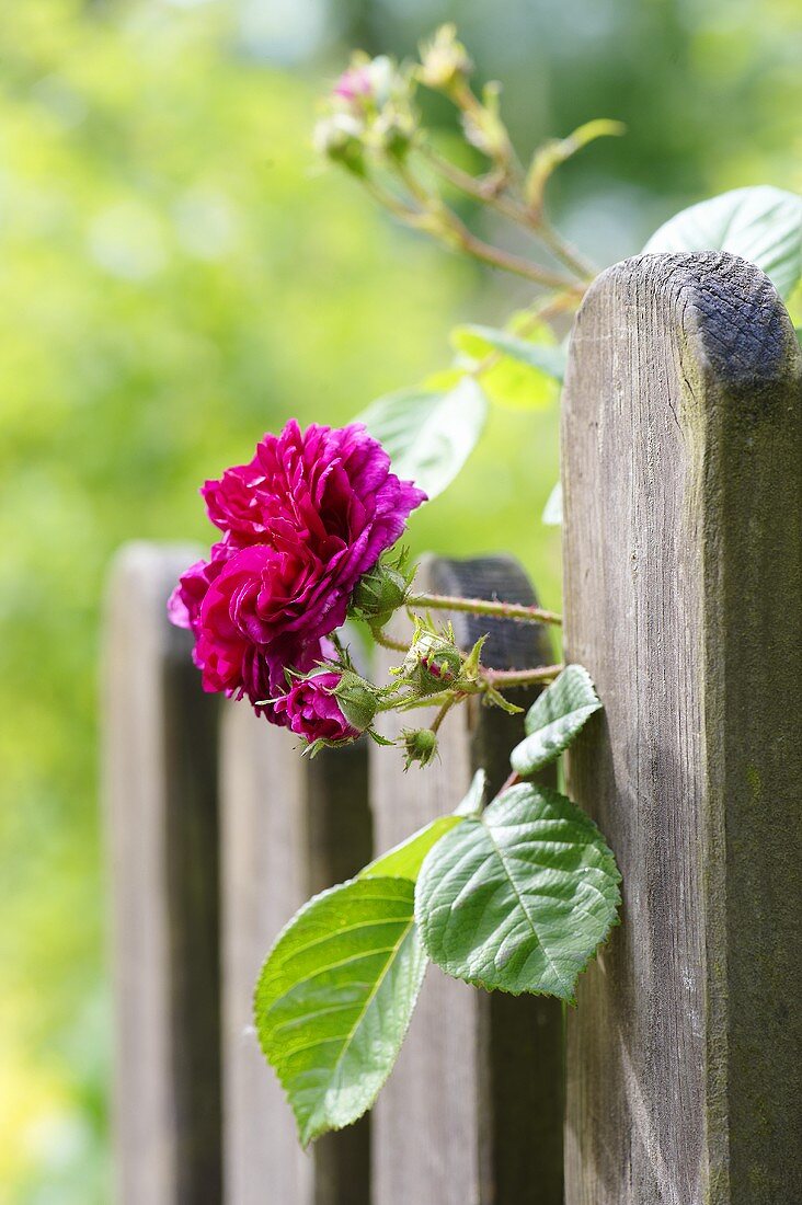 A rose growing up a fence in a farmer's garden (close up)