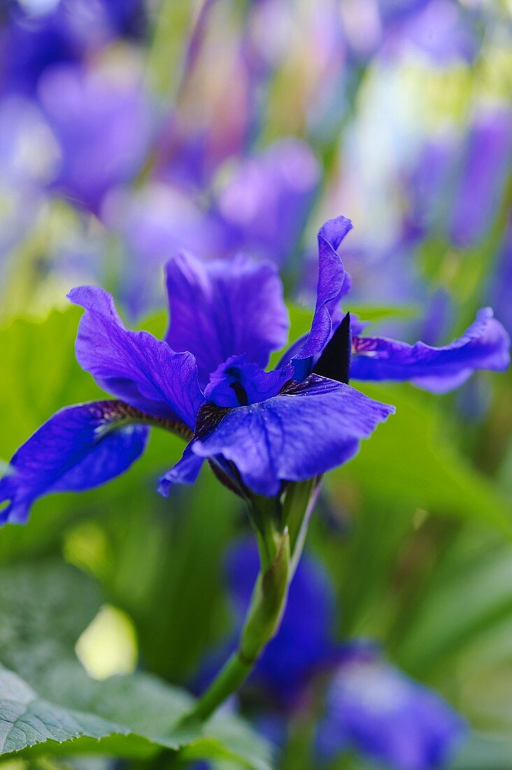 Blühende Iris im Garten