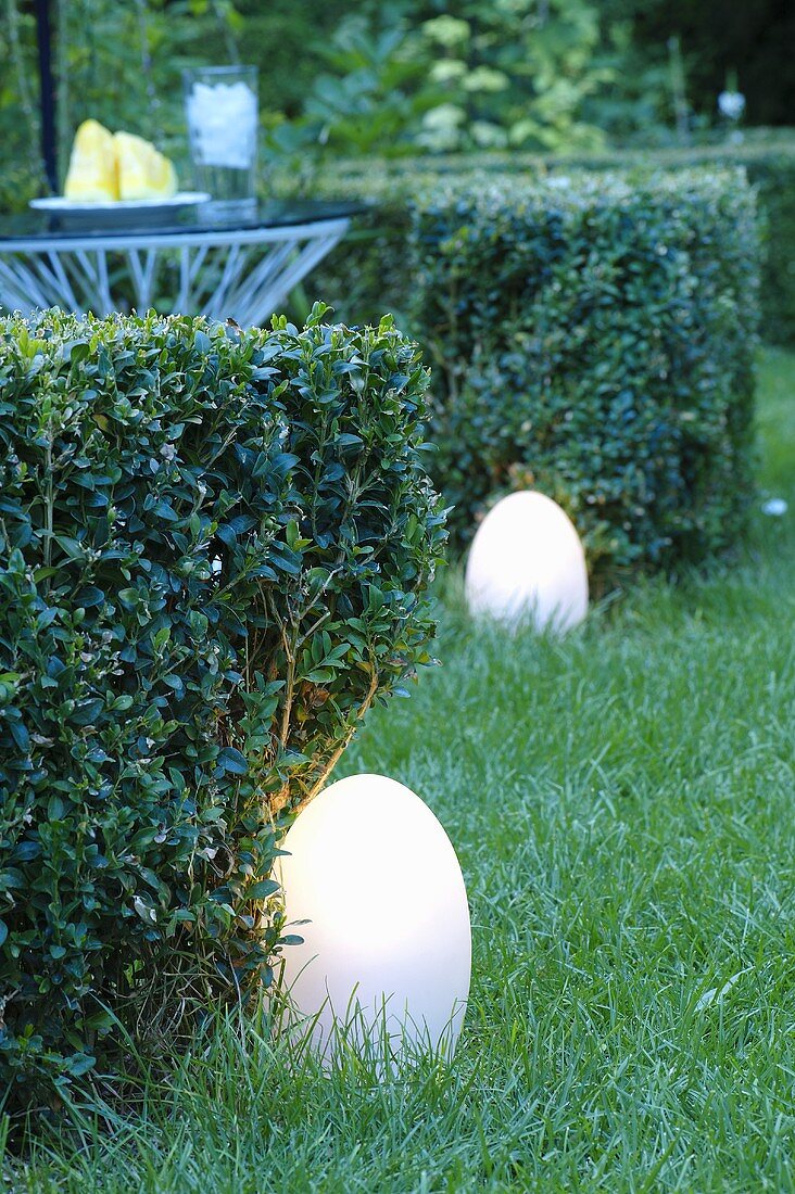 Garden lamps next to a box tree hedge