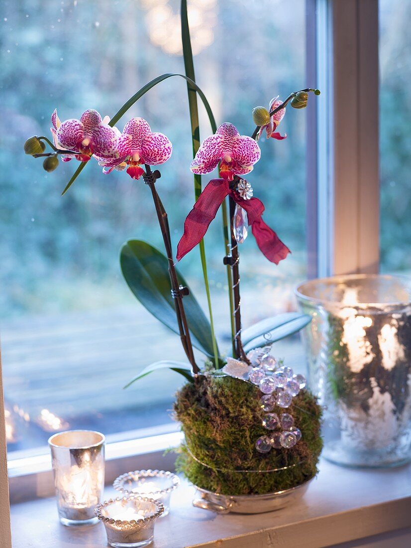 Weihnachtlich dekorierte Orchidee
