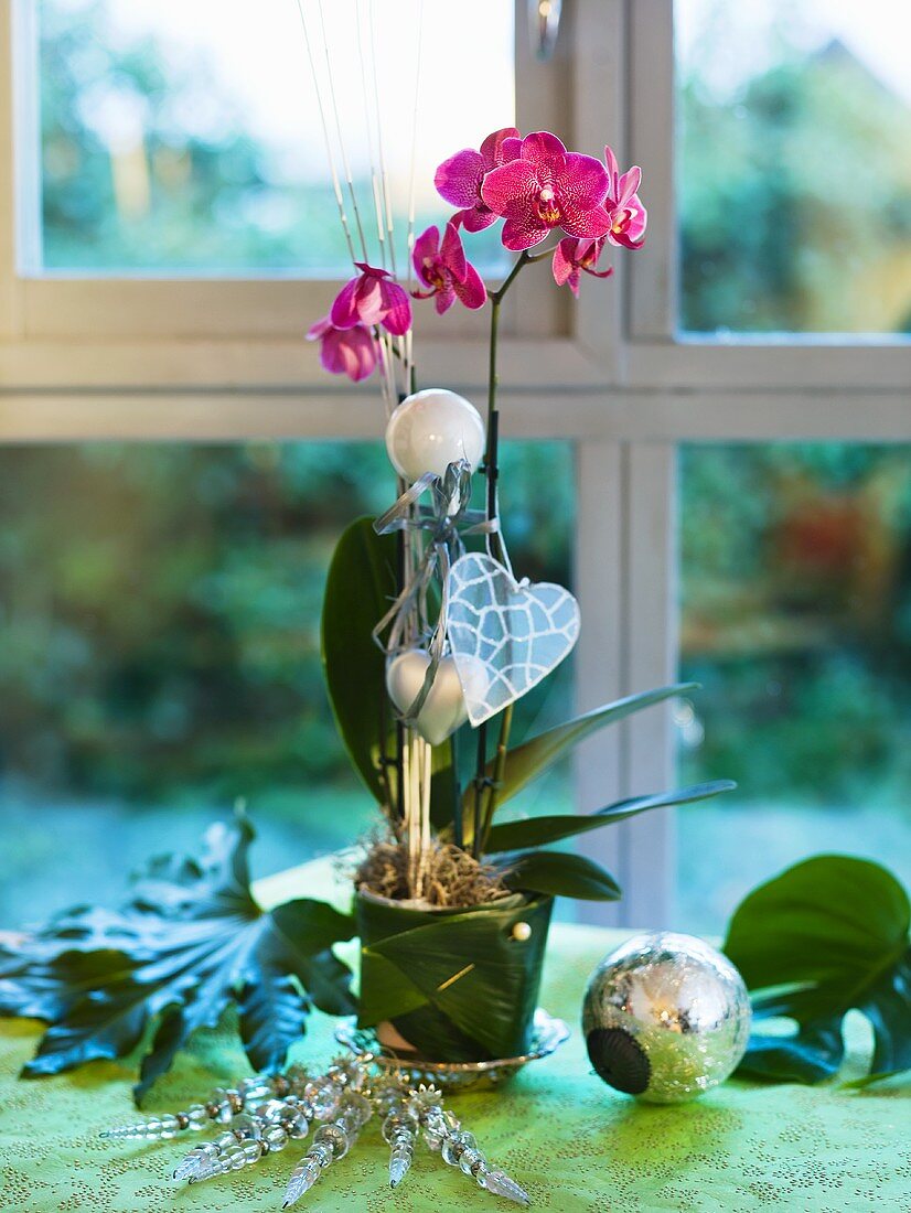 Weihnachtliche Fensterdekoration mit Orchidee