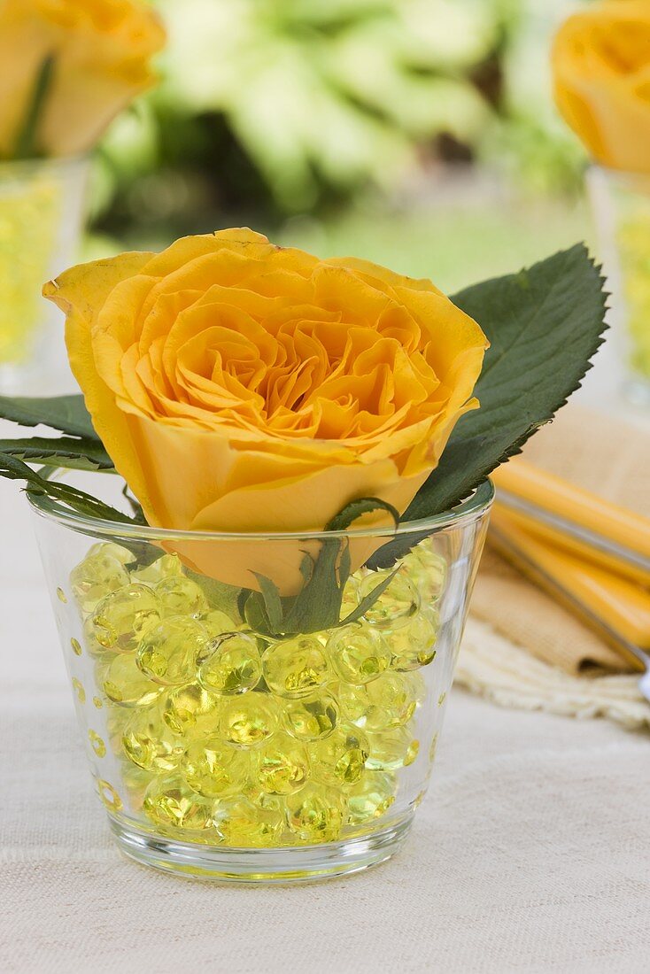 A yellow rose in a glass of crystal water