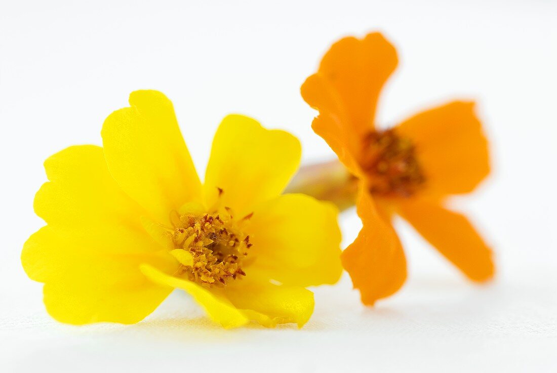 Two tagetes flowers