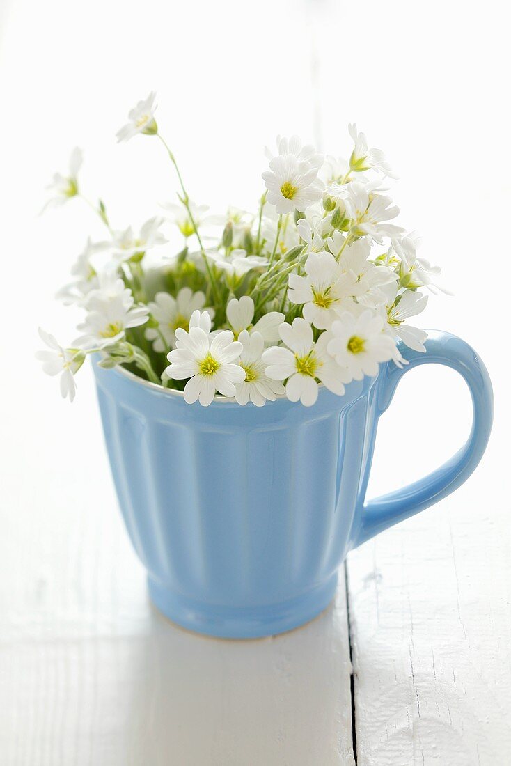 White flowers in a blue cup
