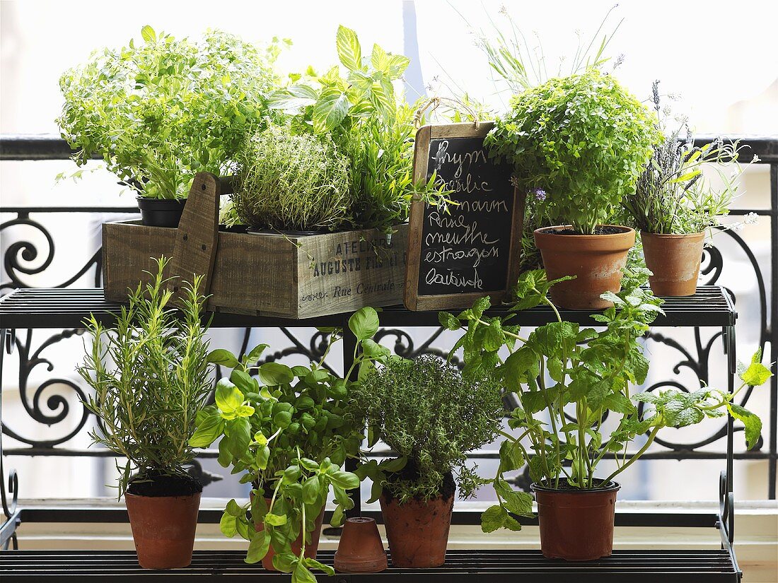Pots of various culinary herbs on a balcony