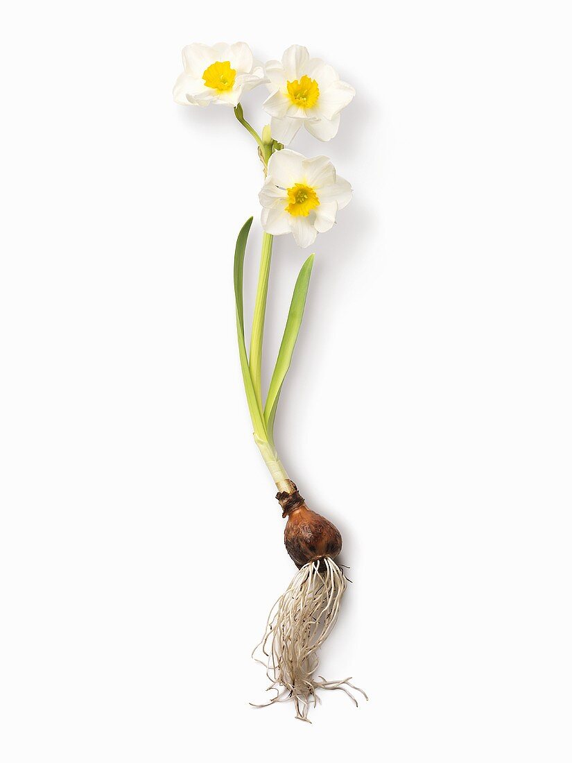 Eine Narzisse mit Blumenzwiebel und Wurzeln