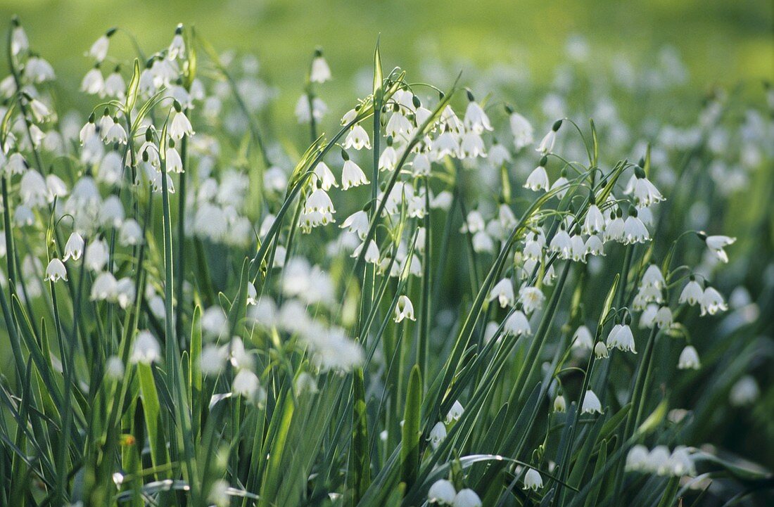 Wiese mit Märzenbechern