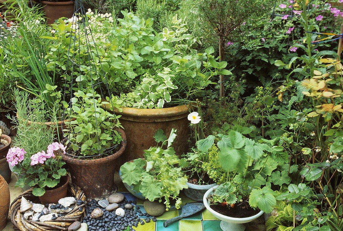 Various herbs in pots in garden