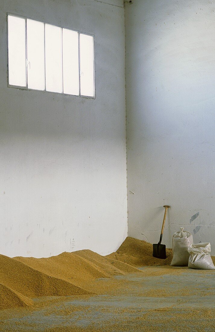 Rice in an almost empty storehouse with sacks and shovels