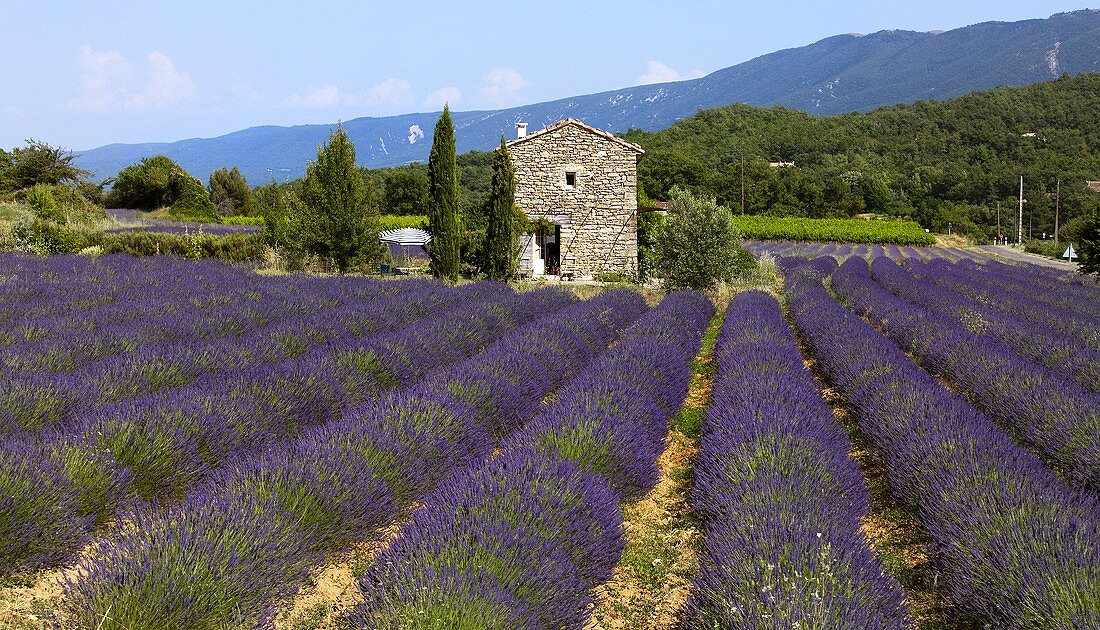 Lavendelfelder vor kleines Steinhaus in der Provence