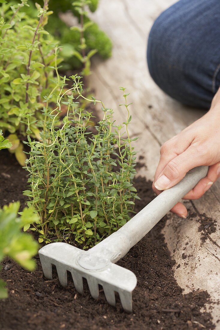 A woman planting thyme in a flower bed