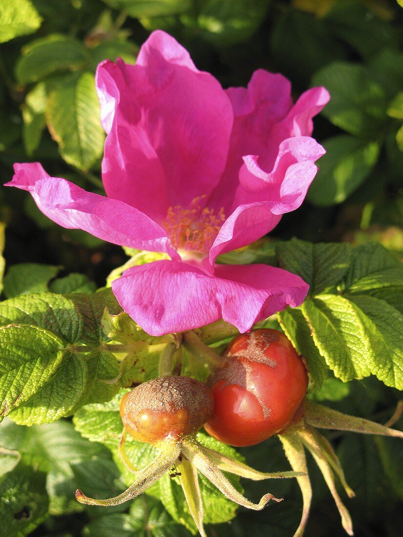 A flowering rosehip