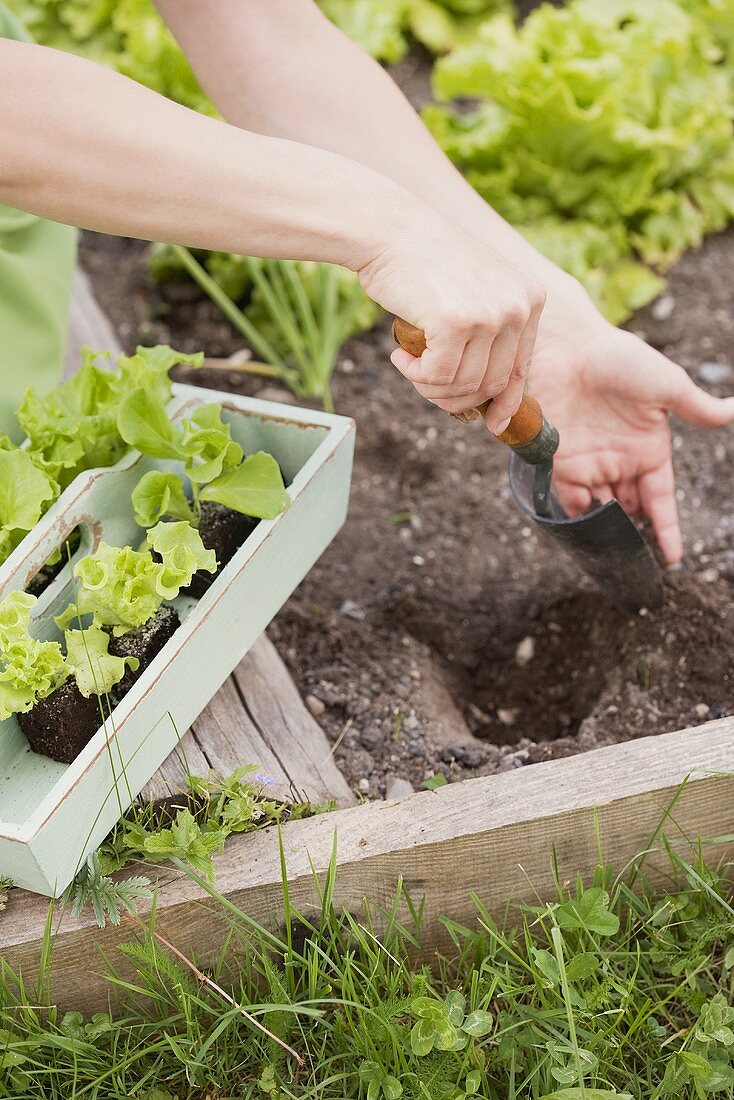 Frau pflanzt Salat ins Beet – Bild kaufen – 334476 living4media