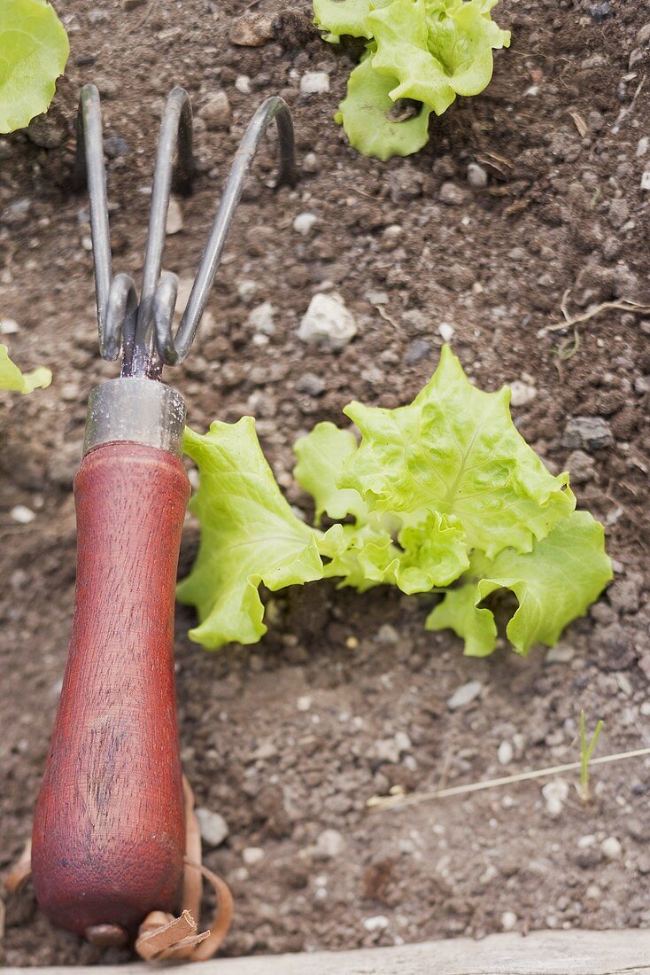 Lettuce plants and a small rake in a flower bed