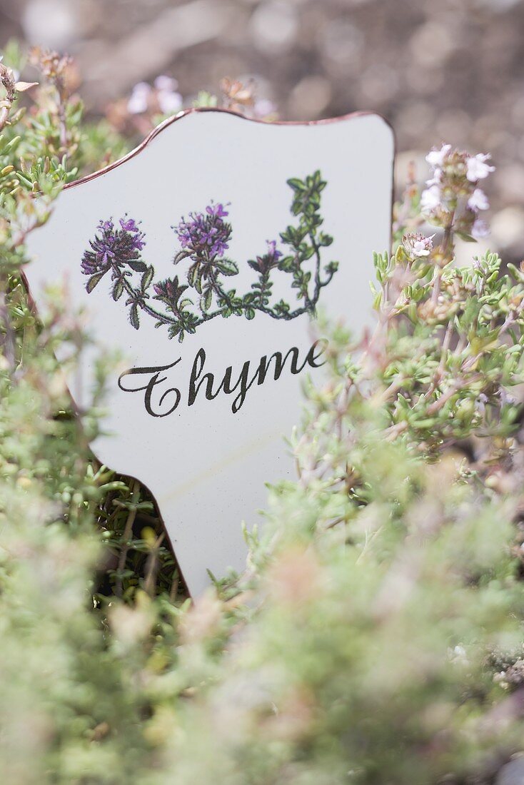 Thyme in a garden (with a sign)