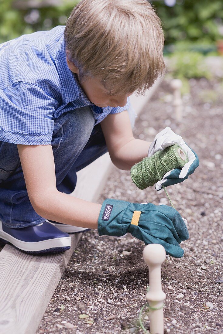A little boy tying string along a vegetable patch