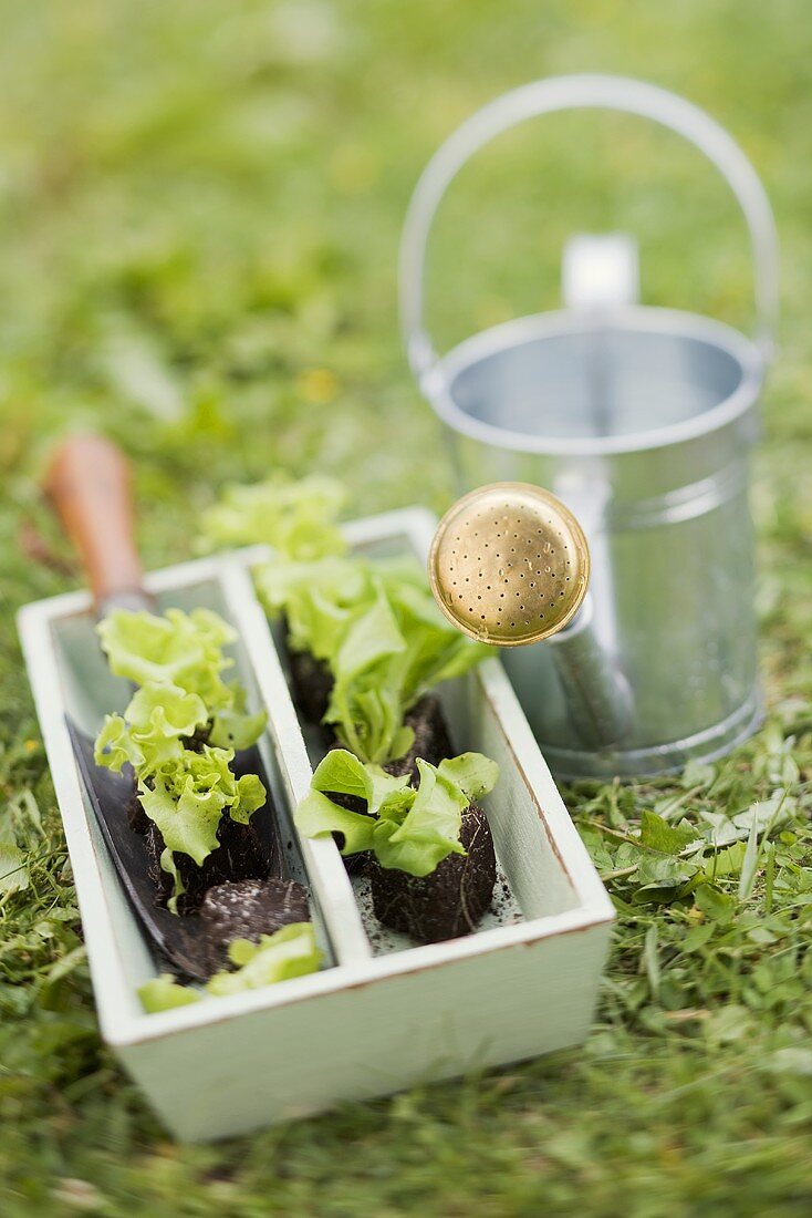 Salatpflanzen und Giesskanne im Garten