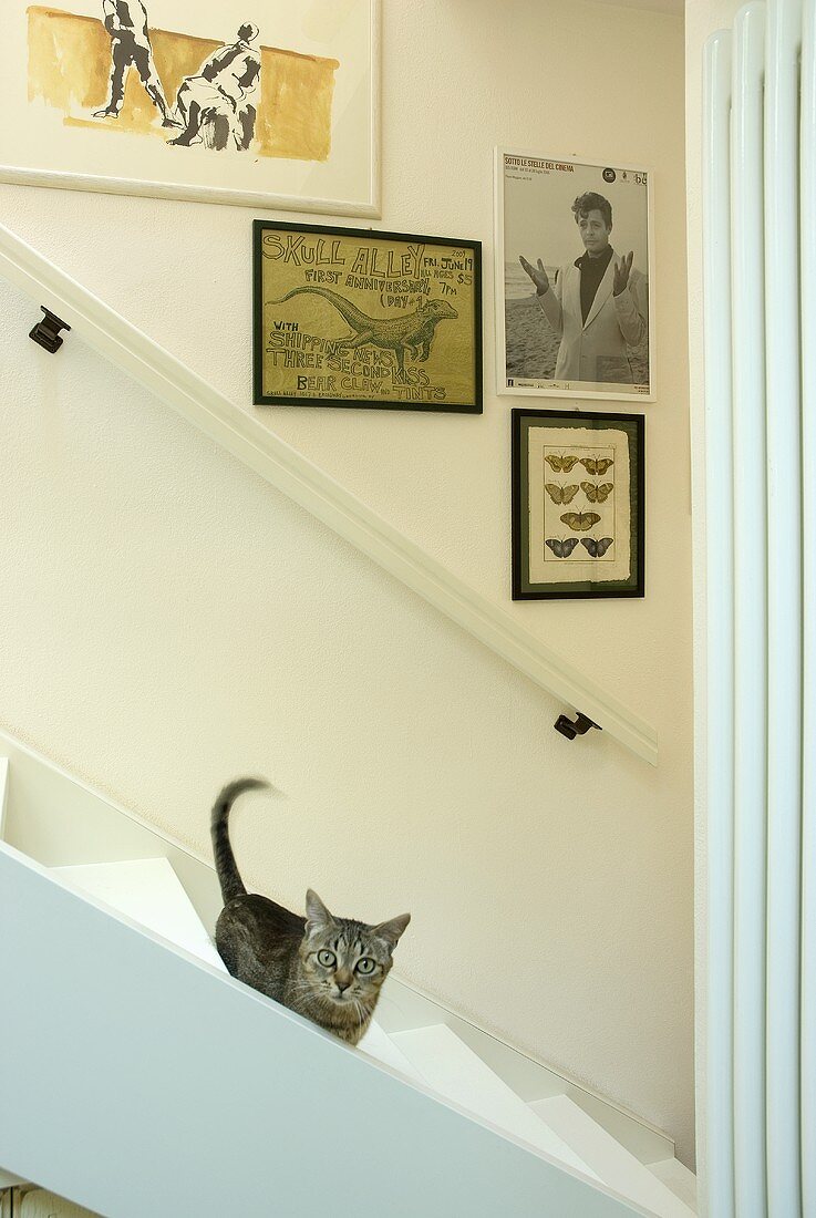 A cat on a flight of white, wooden stairs and pictures hanging on the wall