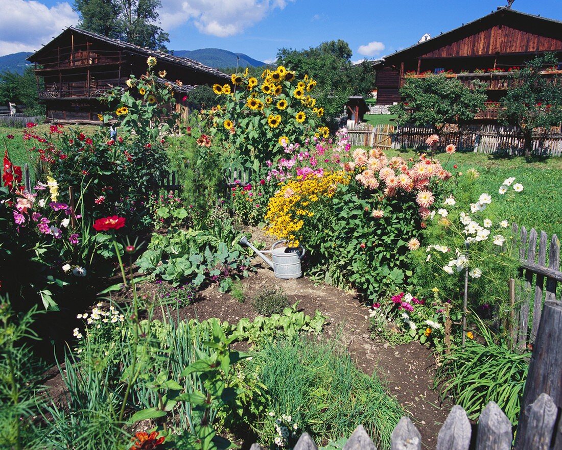 Cottage garden in S. Tyrol with flowers, herbs & vegetables